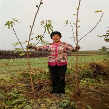 早黃無花果樹苗，品種介紹，2公分早黃無花果樹苗，