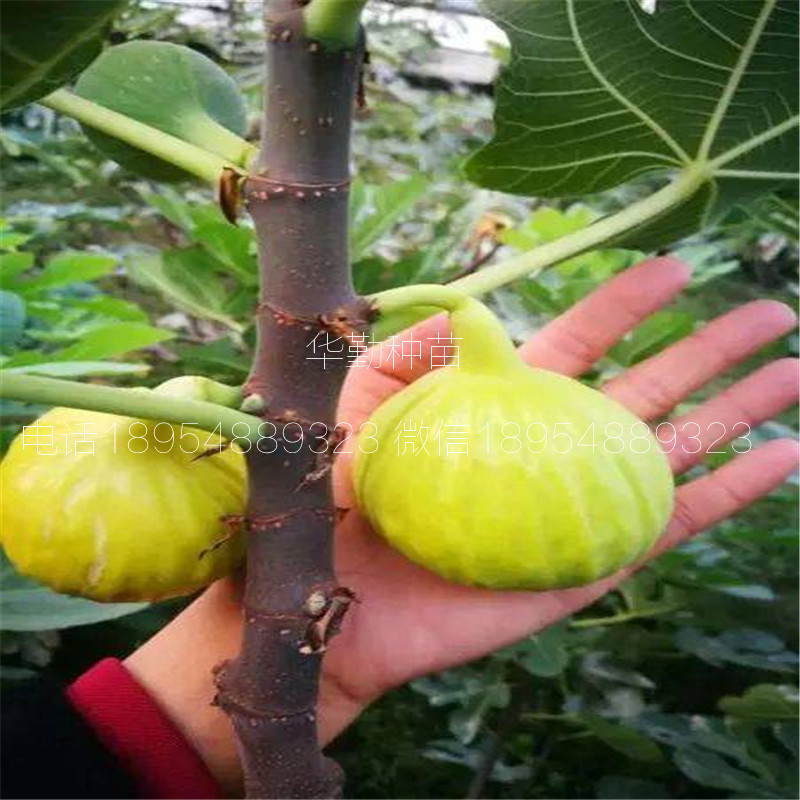 新疆早黄无花果苗，大型育苗基地，丰产黄无花果苗，