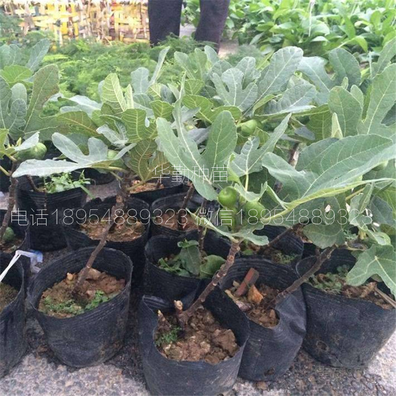早黃無花果樹苗，大型育苗基地，1公分早黃無花果苗，