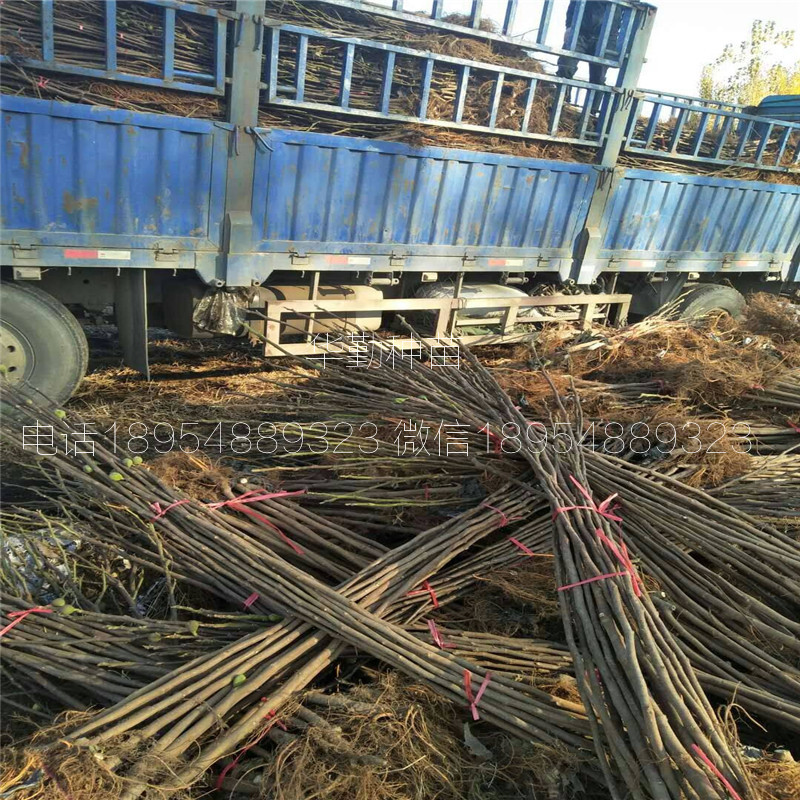 新疆早黄无花果苗，大型育苗基地，丰产黄无花果苗，