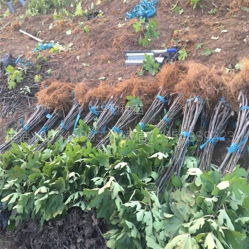 新疆早黃無(wú)花果苗，種植介紹，早黃無(wú)花果樹(shù)苗，