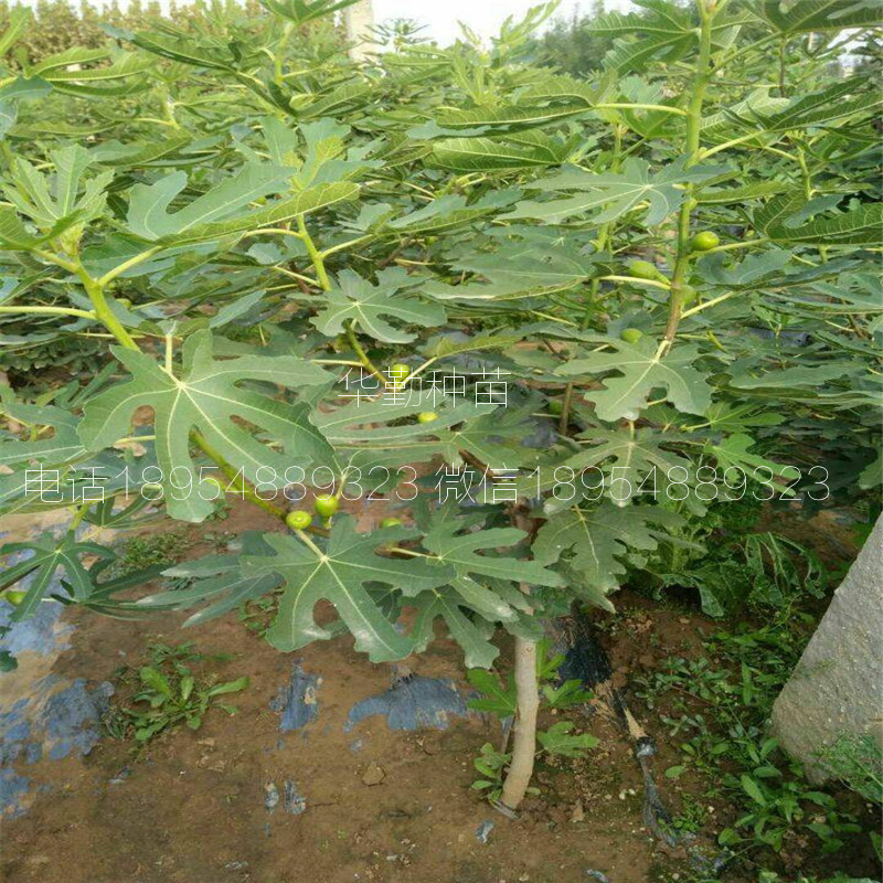 糖包子無花果樹苗，根系發(fā)達(dá)，早黃無花果樹苗，