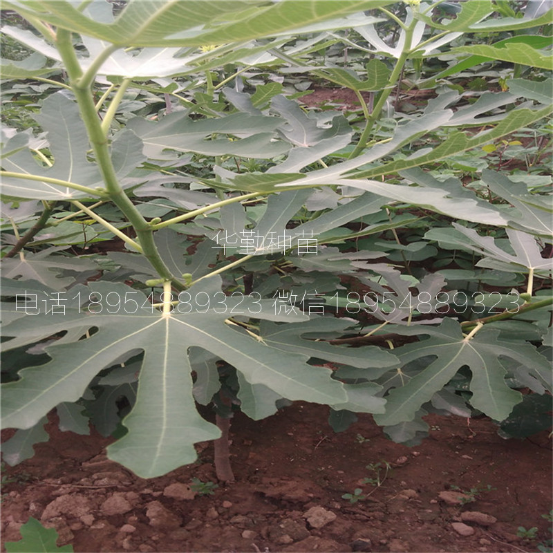 早黃無花果樹苗，大型育苗基地，1公分早黃無花果苗，