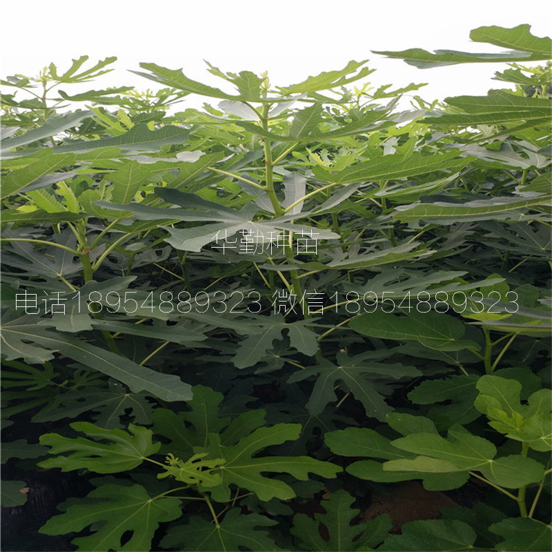 新疆無花果品種，多少錢，新疆黃無花果苗，