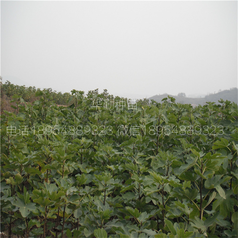 新疆無花果品種，多少錢，新疆黃無花果苗，