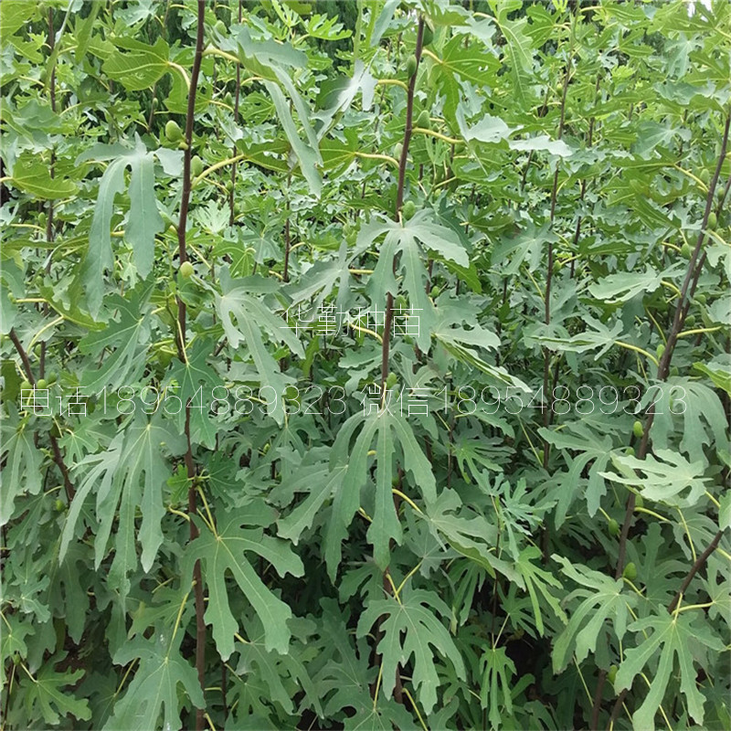 早黃無花果樹苗，大型育苗基地，1公分早黃無花果苗，