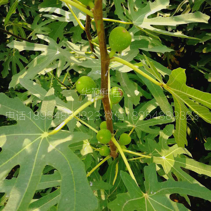 新疆早黃無花果苗，提供種植技術(shù)，早黃無花果樹苗，