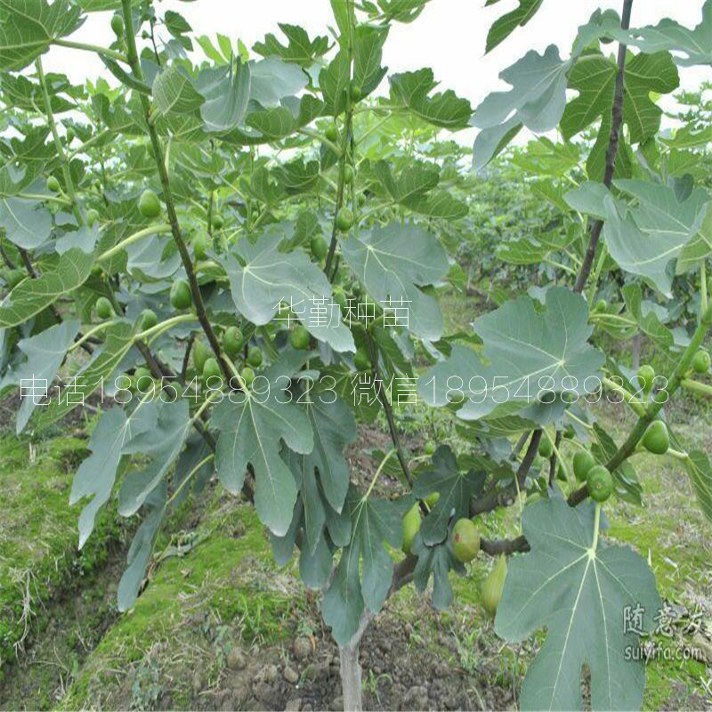 新疆早黃無花果苗，今年多少錢一棵，新疆豐產黃無花果苗，