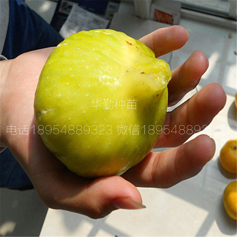 糖包子無花果樹苗，根系發(fā)達(dá)，早黃無花果樹苗，