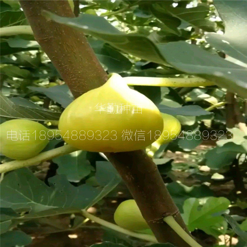 早黃無花果樹苗，大型育苗基地，1公分早黃無花果苗，