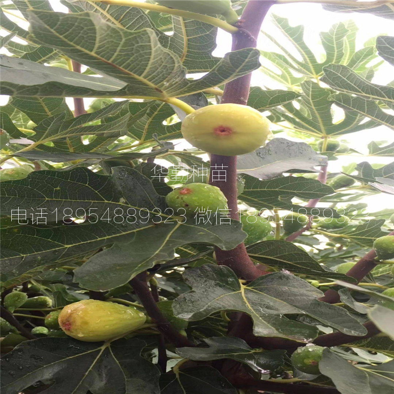 新疆無(wú)花果品種，大量現(xiàn)貨，3公分早黃無(wú)花果樹(shù)苗，