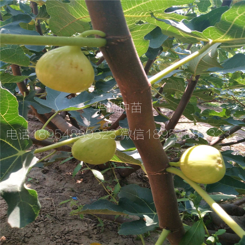 糖包子无花果树苗，2019年报价，新疆丰产黄无花果苗，