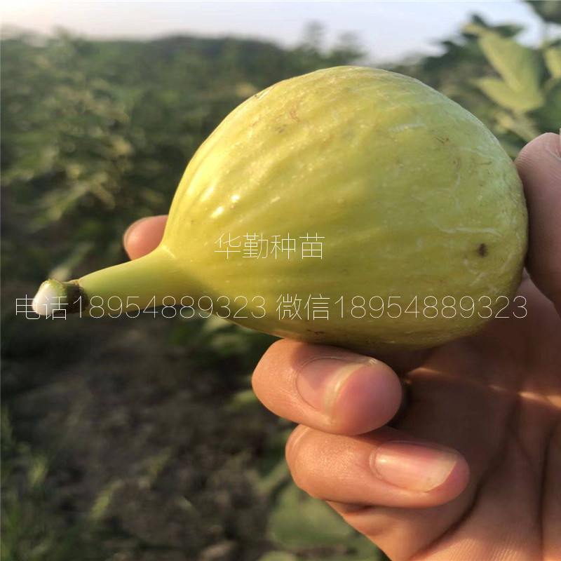 早黃無花果樹苗，簽訂合同品種，1公分早黃無花果苗，
