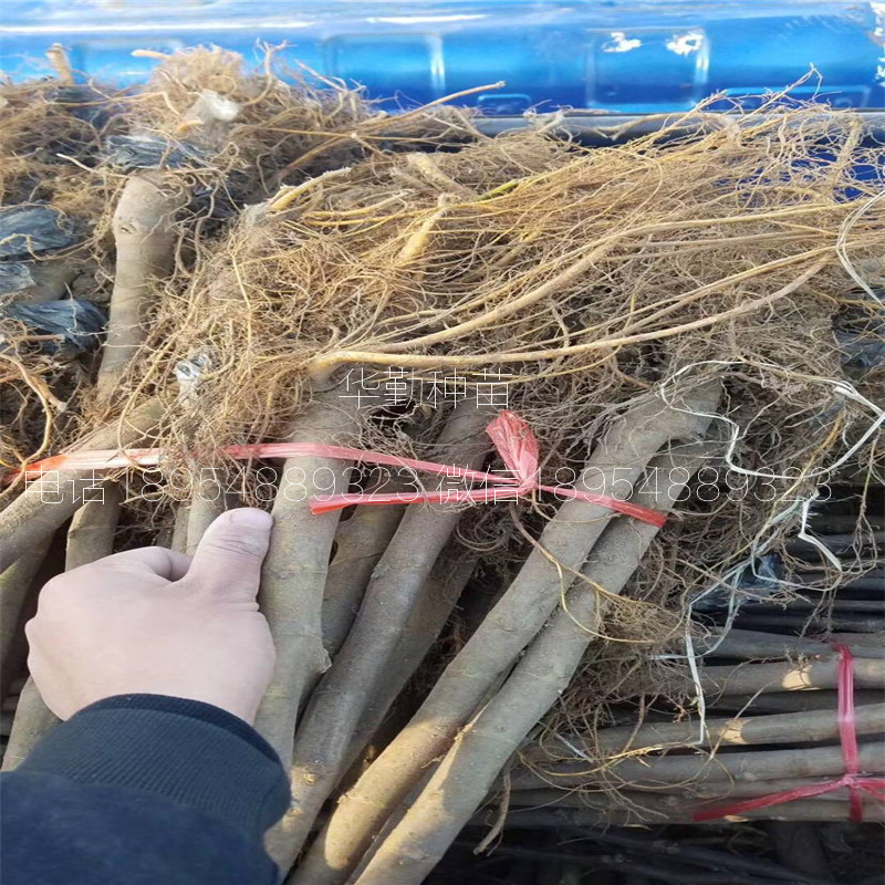 早黃無花果樹苗，大型育苗基地，1公分早黃無花果苗，
