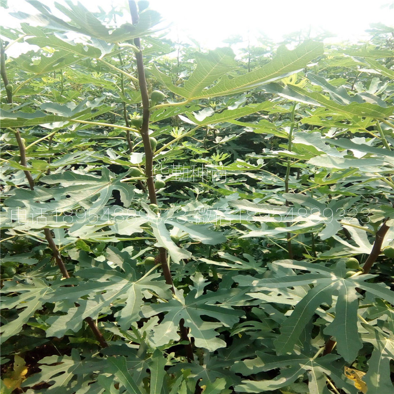 新疆早黃無花果苗，今年多少錢一棵，新疆豐產黃無花果苗，