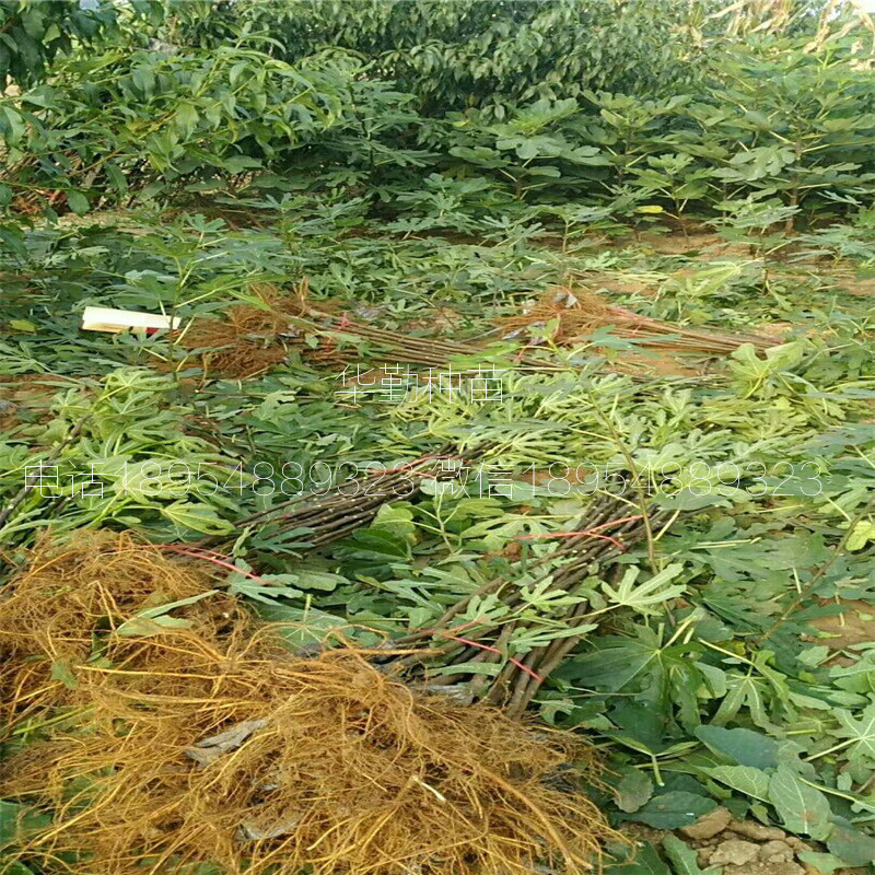早黃無花果樹苗，大型育苗基地，1公分早黃無花果苗，