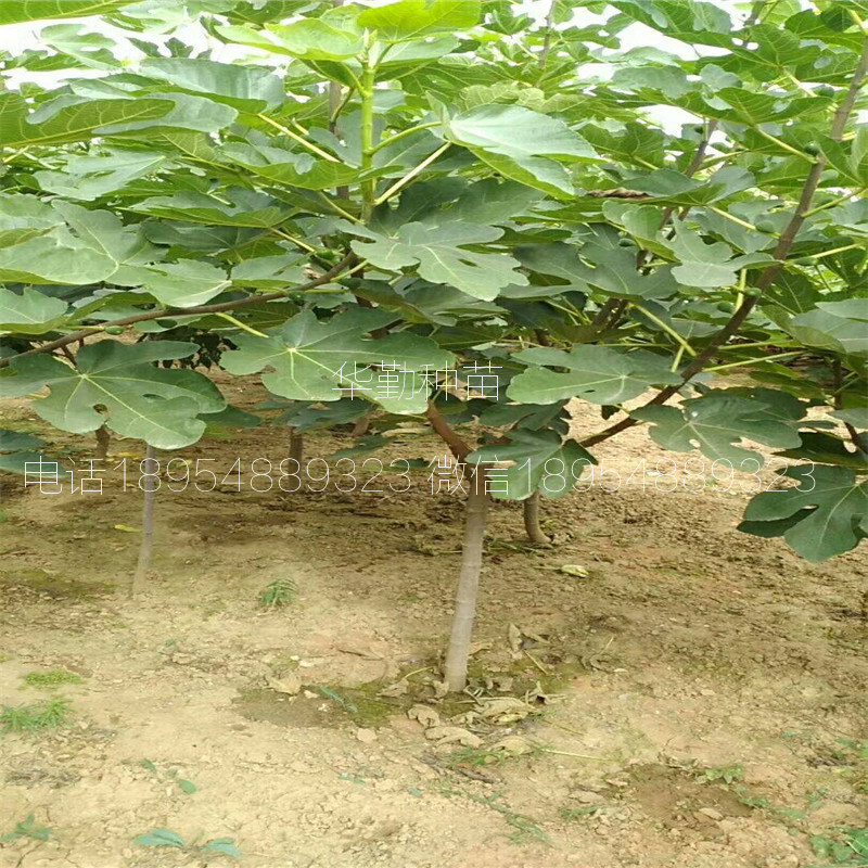 新疆無(wú)花果品種，大量現(xiàn)貨，3公分早黃無(wú)花果樹(shù)苗，