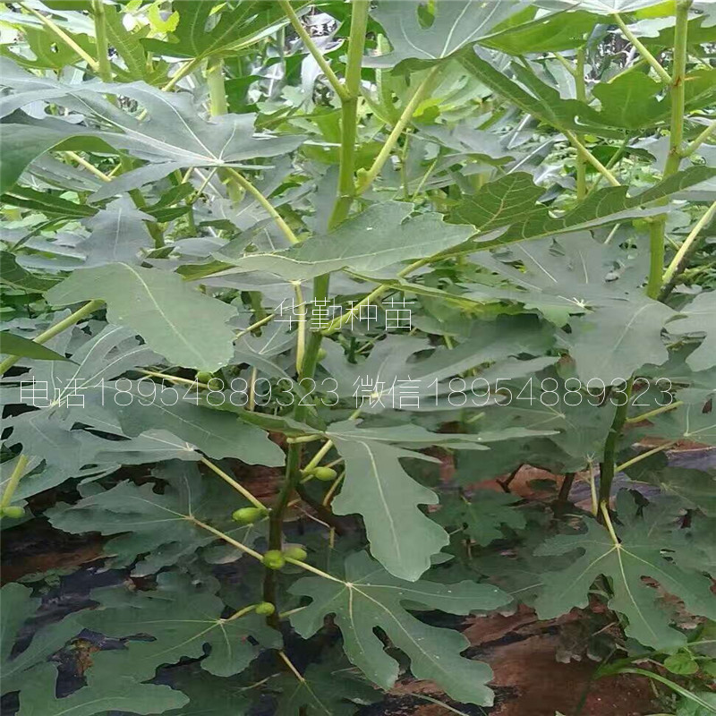 新疆無花果品種，多少錢，新疆黃無花果苗，