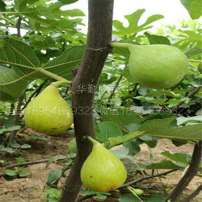 早黃無花果樹苗，大型育苗基地，1公分早黃無花果苗，
