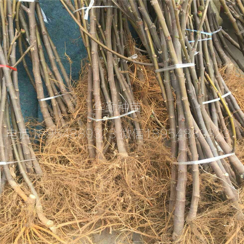 新疆早黃無花果苗，品種介紹，早黃無花果苗，
