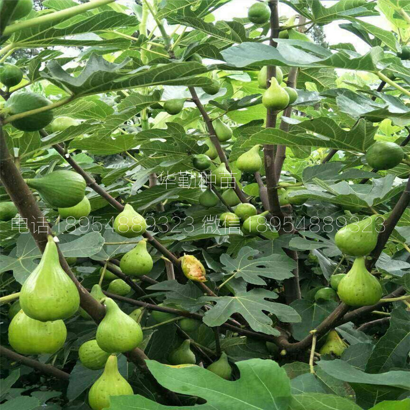 糖包子無花果樹苗，根系發(fā)達(dá)，早黃無花果樹苗，