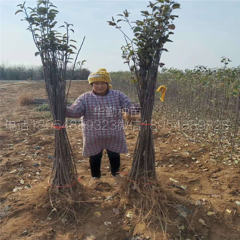 1公分維納斯蘋果苗，批發(fā)價(jià)格，奶香味蘋果品種，大型育苗場