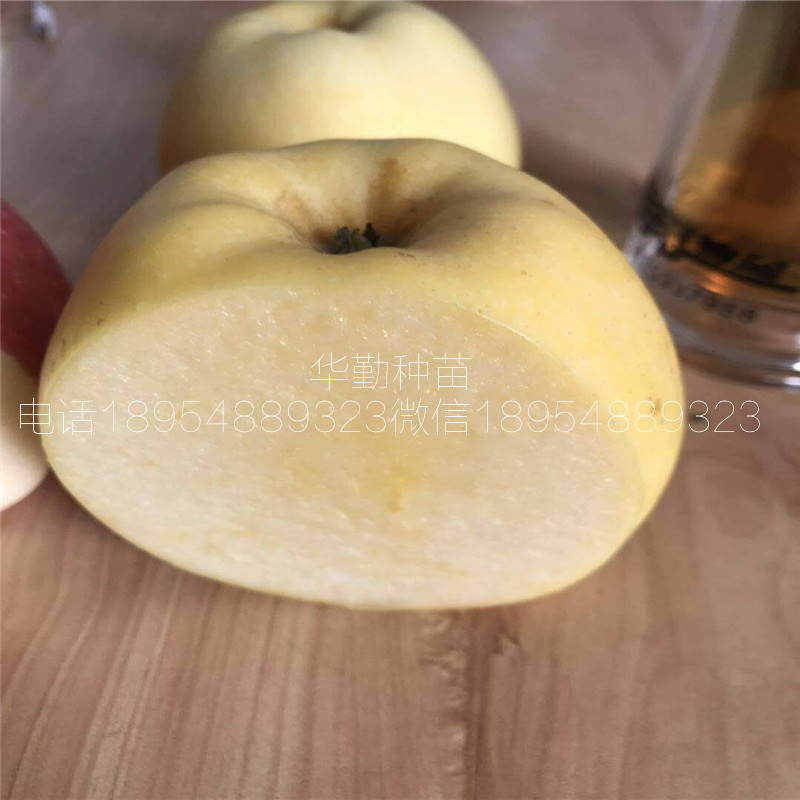 香味濃的維納斯黃金樹苗，基地，糖度高的蘋果品種，正規(guī)苗場