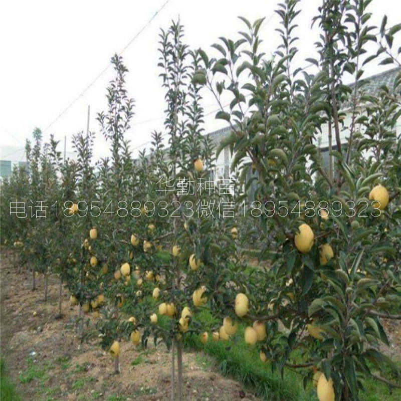 泰安維納斯黃金蘋(píng)果苗，育苗基地，當(dāng)年掛果的維納斯蘋(píng)果，種植技術(shù)