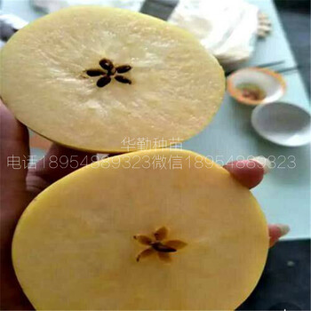 喬化維納斯黃金蘋果苗，根系發(fā)達(dá)，黃皮黃肉蘋果品種，大型育苗場