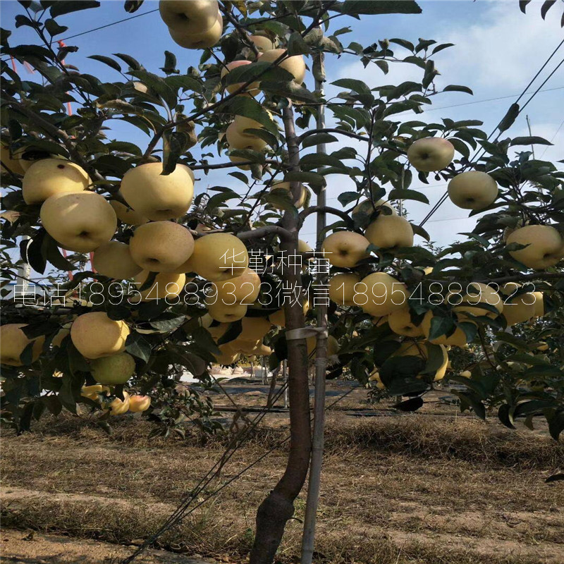 乔化维纳斯黄金苹果苗，品种，奶香味苹果品种，正规苗场