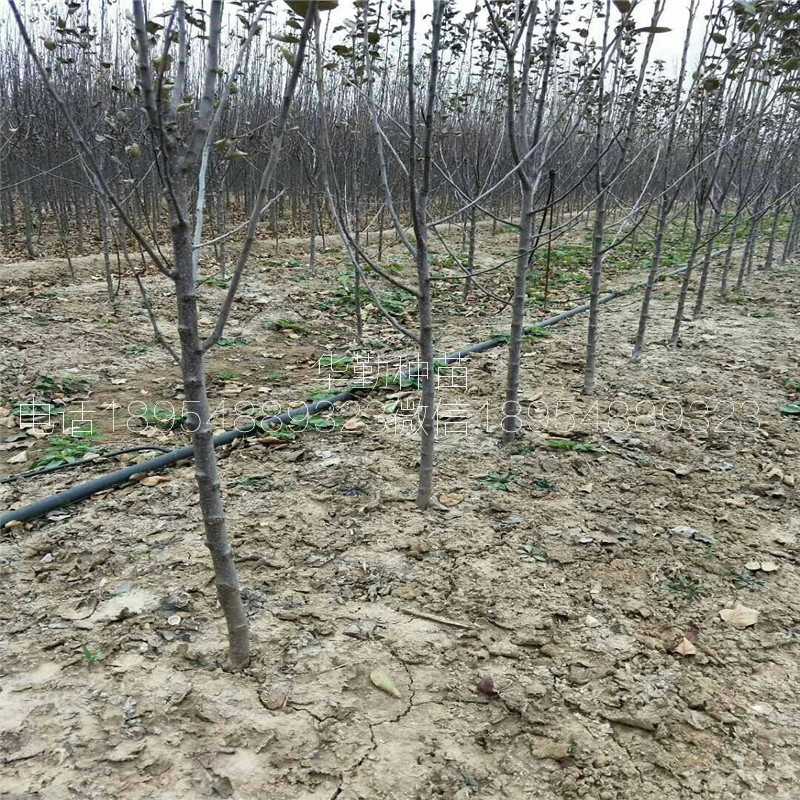 香味濃的維納斯黃金樹苗，基地，糖度高的蘋果品種，正規(guī)苗場