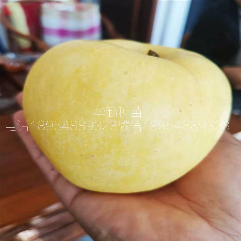 維納斯蘋果苗，基地，奶油香味蘋果品種，品種介紹