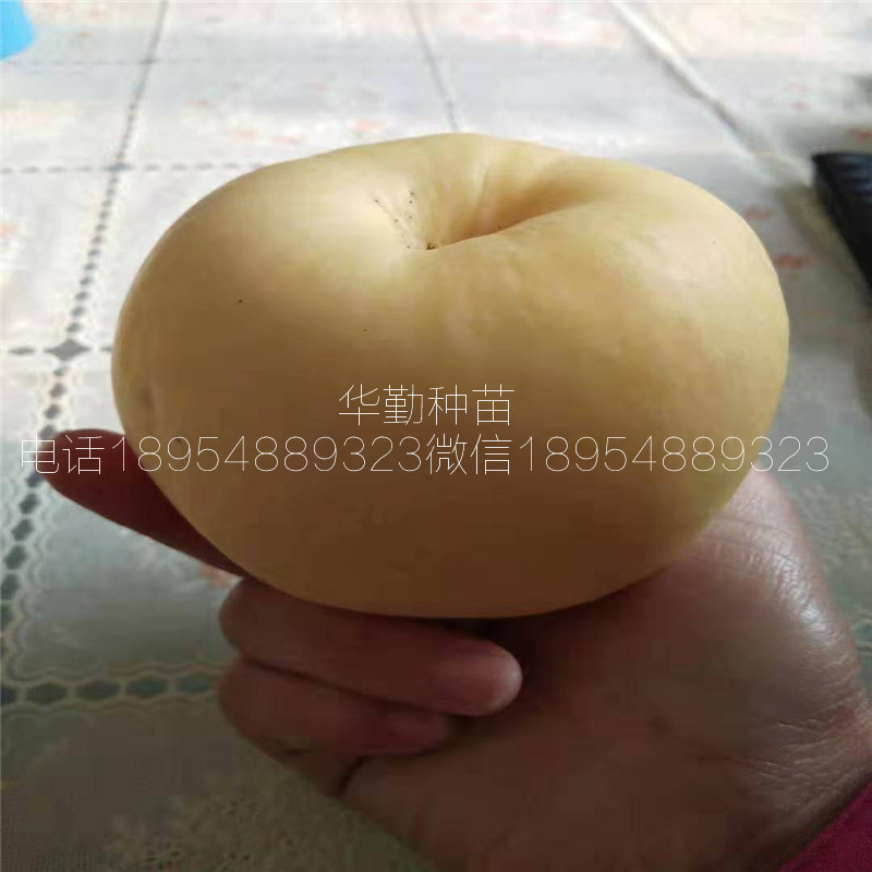 香味濃的維納斯黃金樹苗，基地，糖度高的蘋果品種，正規(guī)苗場