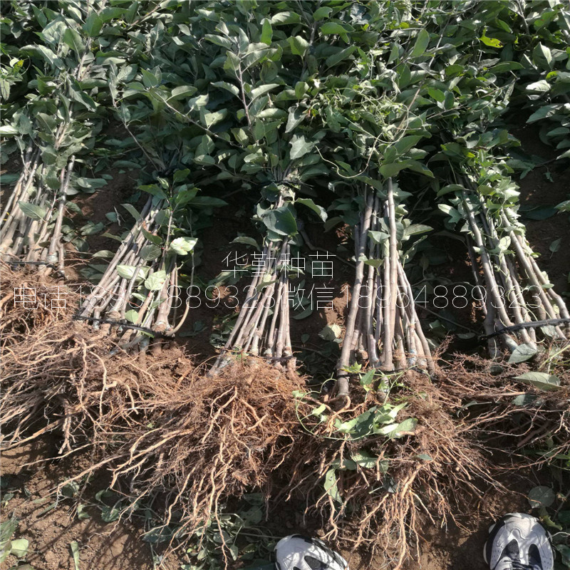 維納斯蘋果樹苗，多少錢一株，口感好的維納斯，大型育苗場
