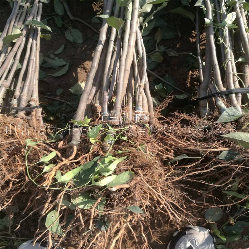 維納斯黃金蘋果樹苗，多少錢一株，蘋果中的女神，聯(lián)系地址