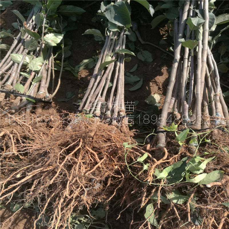 1公分維納斯蘋果苗，批發(fā)價(jià)格，奶香味蘋果品種，大型育苗場