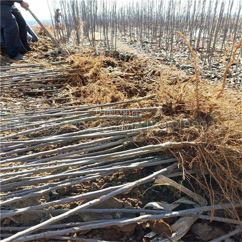 香味濃的維納斯黃金樹苗，基地，糖度高的蘋果品種，正規(guī)苗場