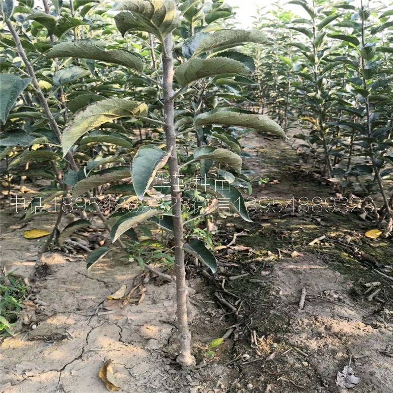 香味濃的維納斯黃金樹苗，基地，糖度高的蘋果品種，正規(guī)苗場
