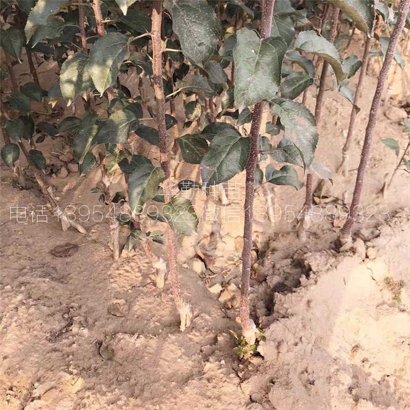 泰安維納斯黃金蘋(píng)果苗，育苗基地，當(dāng)年掛果的維納斯蘋(píng)果，種植技術(shù)
