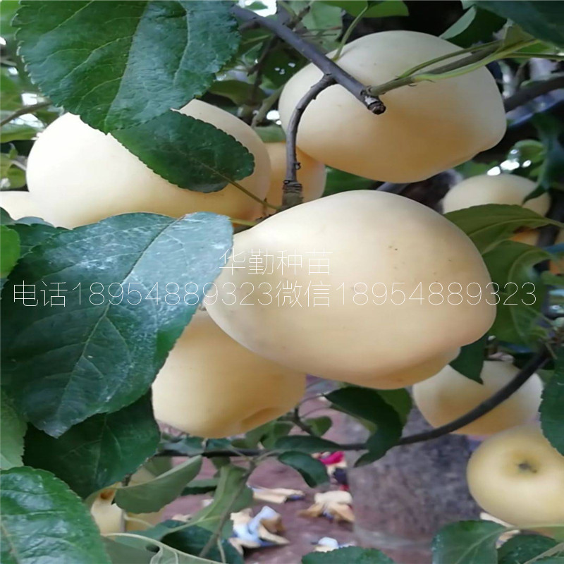 矮化維納斯黃金蘋果苗，批發(fā)價(jià)格，金黃色的蘋果品種，誠信經(jīng)營