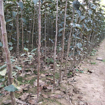 喬化維納斯黃金蘋果苗，多少錢一株，金黃色的蘋果品種，大型育苗場