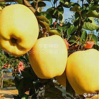 維納斯蘋果樹苗，育苗基地，脆甜香蘋果品種，聯(lián)系地址