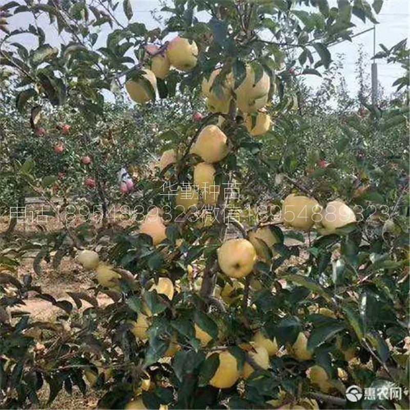 維納斯黃金蘋果樹苗，繁育基地，黃皮黃肉蘋果品種，圖片介紹