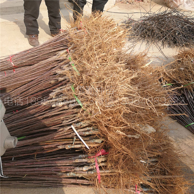 喬化維納斯黃金蘋果苗，根系發(fā)達(dá)，黃皮黃肉蘋果品種，大型育苗場(chǎng)