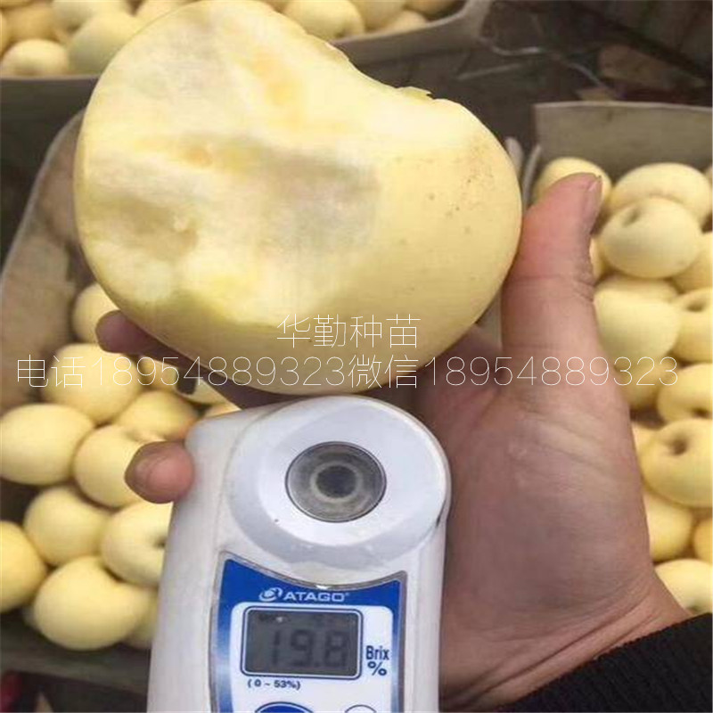 1公分維納斯蘋果苗，批發(fā)價(jià)格，奶香味蘋果品種，大型育苗場