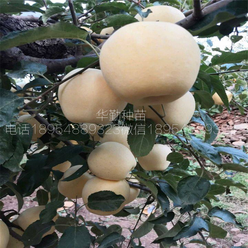 維納斯蘋果苗，基地，奶油香味蘋果品種，品種介紹