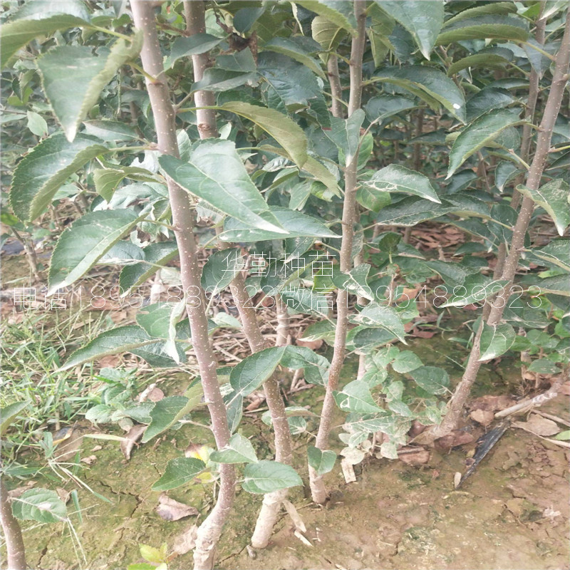 1公分維納斯蘋果苗，品種，奶油香味蘋果品種，圖片介紹
