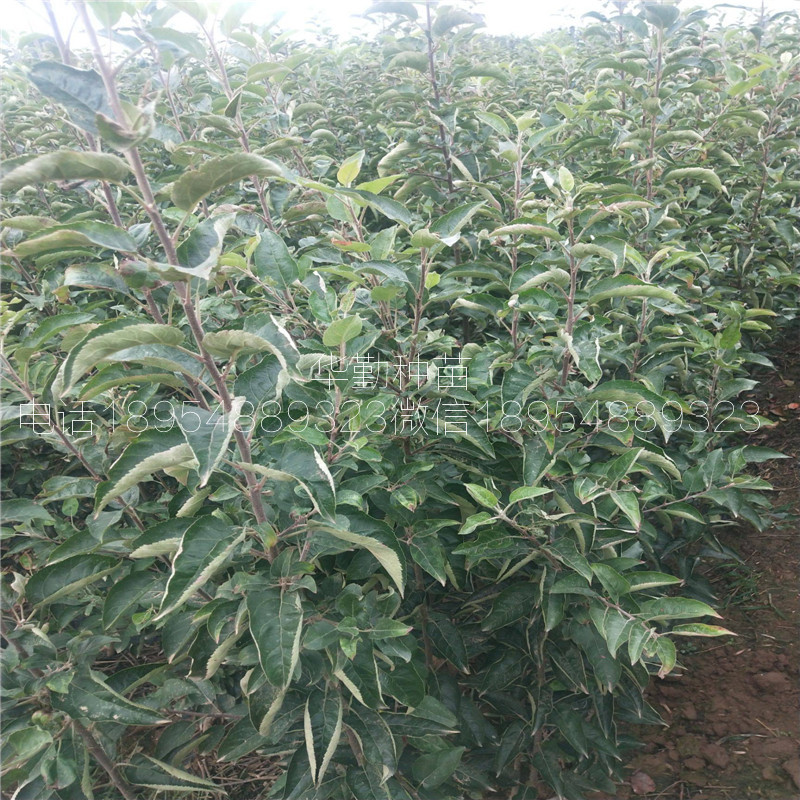 香味濃的維納斯黃金樹苗，基地，糖度高的蘋果品種，正規(guī)苗場
