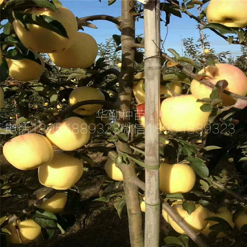 維納斯蘋果苗，基地，奶油香味蘋果品種，品種介紹