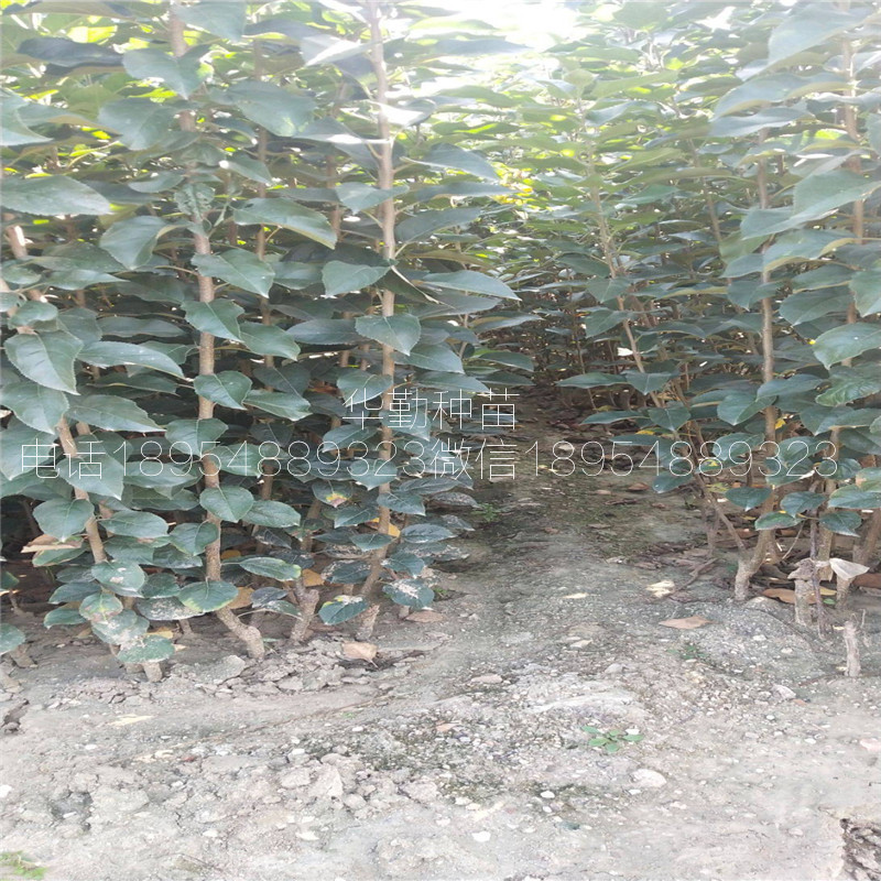 1公分維納斯蘋果苗，批發(fā)價(jià)格，奶香味蘋果品種，大型育苗場